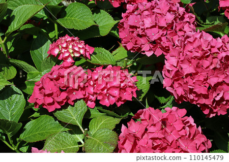 Pink mophead Hydrangea flowers in close up 110145479