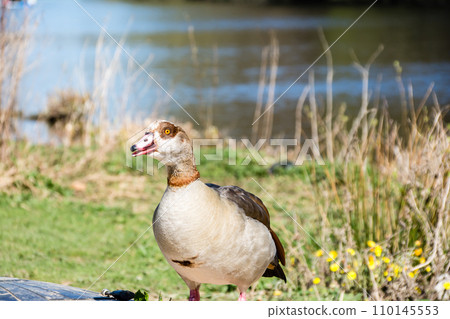 Egyptian goose strolling in the park under the bright sunlight at Osterley Park on the outskirts of London Egyptian goose strolling in the park under the bright sunlight at Osterley Park on the outskirts of London 110145553