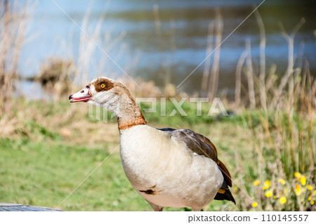 Egyptian goose strolling in the park under the bright sunlight at Osterley Park on the outskirts of London 110145557