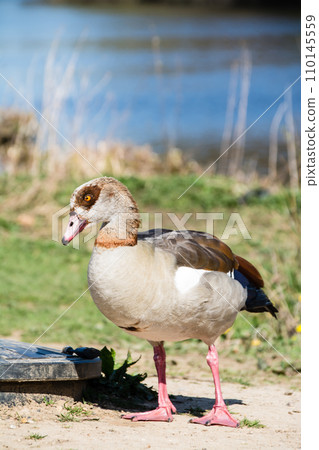 Egyptian goose strolling in the park under the bright sunlight at Osterley Park on the outskirts of London 110145559