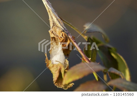 Bagworm close-up 110145560