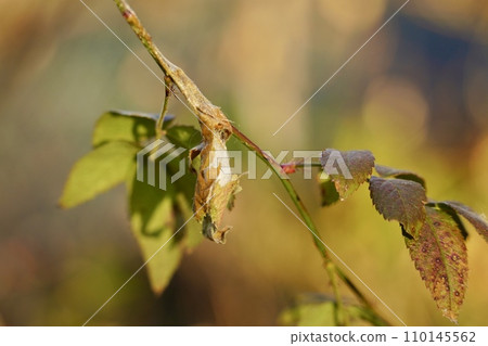 Bagworm close-up 110145562