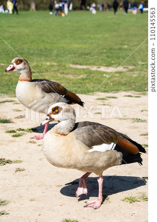 Egyptian goose strolling in the park under the bright sunlight at Osterley Park on the outskirts of London 110145563