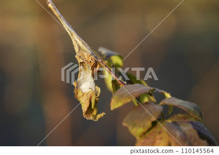 Bagworm close-up 110145564