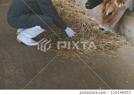 cow shed, cattle barn, gents 110146057
