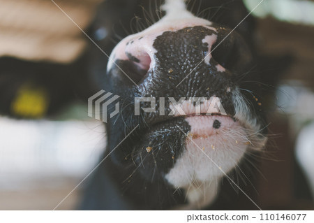 奶牛 牲口 牛 110146077