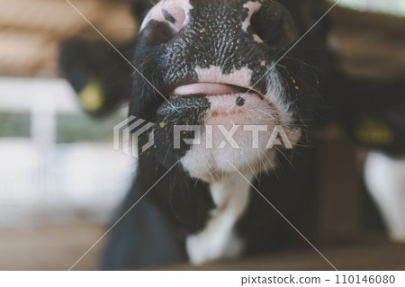 cow, cattle, cows 110146080