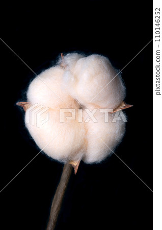 Cotton boll, over black. Soft, fluffy staple fiber that grows in a boll, or protective case, around the seeds of the cotton plants. The bolls, almost pure cellulose, are harvested and spun into yarn. Cotton boll, over black. Soft, fluffy staple fiber that grows in a boll, or protective case, around the seeds of the cotton plants. The bolls, almost pure cellulose, are harvested and spun into yarn. 110146252