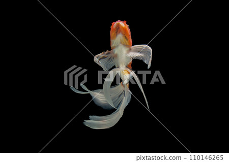 gold fish isolated on a black background 110146265