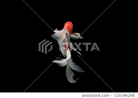 gold fish isolated on a black background 110146266