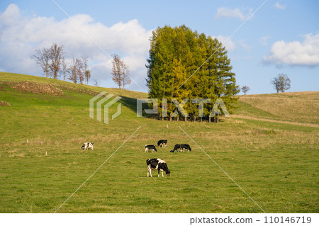 Dairy cow Holstein grazing field in Hokkaido 110146719