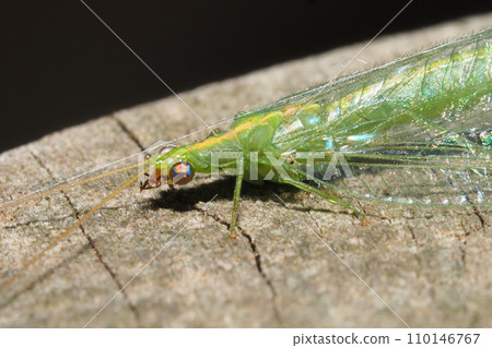 Suzuki lacewing in winter Suzuki lacewing in winter 110146767