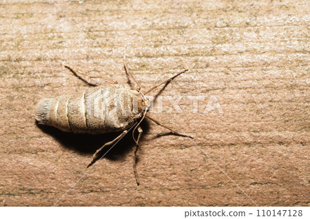 A type of fuyushaku (female) A type of fuyushaku (female) 110147128