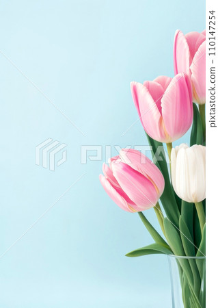 Tulips in a isolated blue pastel background. With copy space for text. Generative AI 110147254