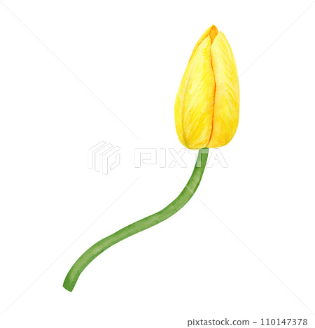Yellow tulip. Watercolor hand drawn illustration of spring symbol, golden flower. Clip art for Easter, Mothers Day, Womens Day, March 8 cards, wedding, farmer and floristic prints, travelbook, packing Yellow tulip. Watercolor hand drawn illustration of spring symbol, golden flower. Clip art for Easter, Mothers Day, Womens Day, March 8 cards, wedding, farmer and floristic prints, travelbook, packing 110147378