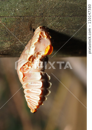 Pupa of musk Pupa of musk 110147380