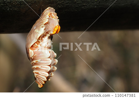 麝香蛹 麝香蛹 110147381