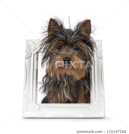 Yorkshire Terrier pup on white Yorkshire Terrier pup on white 110147588