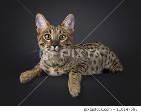 Savannah cat on black Savannah cat on black 110147593