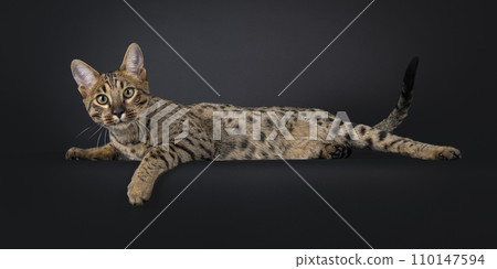 Savannah cat on black Savannah cat on black 110147594