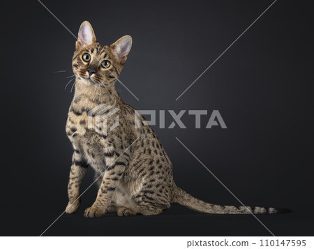 Savannah cat on black 110147595