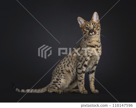 Savannah cat on black Savannah cat on black 110147596