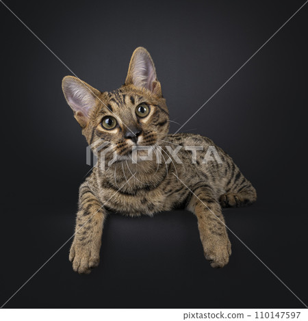 Savannah cat on black Savannah cat on black 110147597