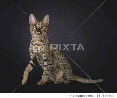 Savannah cat on black 110147598