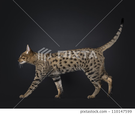 Savannah cat on black 110147599