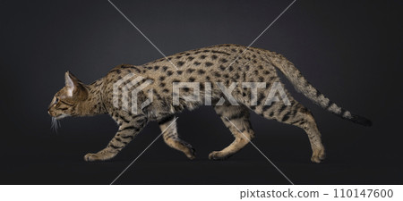 Savannah cat on black Savannah cat on black 110147600