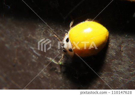 Yellow ladybird overwintering Yellow ladybird overwintering 110147628