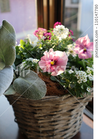 Mixed planting of frilled pansies and Senecio Mixed planting of frilled pansies and Senecio 110147780