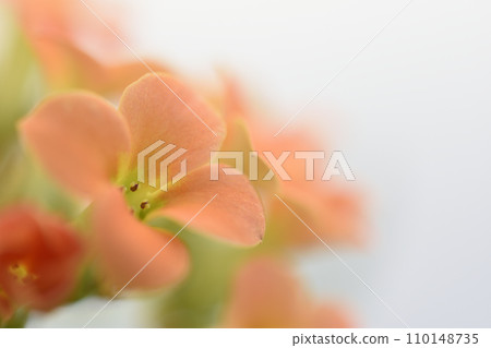 長壽 長壽 110148735