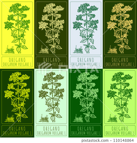 Set vector drawing of OREGANO in various colors. Hand drawn illustration. Latin name ORIGANUM VULGARE L. Set vector drawing of OREGANO in various colors. Hand drawn illustration. Latin name ORIGANUM VULGARE L. 110148864