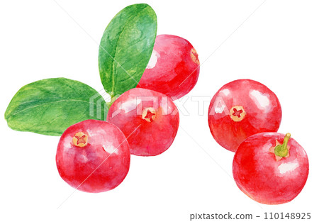 水彩蔓越莓卡通 110148925