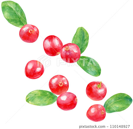 Cranberry watercolor painting, many scattered fruits and leaves Cranberry watercolor painting, many scattered fruits and leaves 110148927