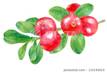 Cranberry watercolor painting, fresh fruits and branches and leaves 110148929