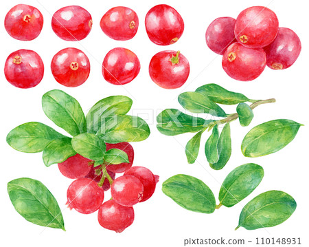 Watercolor cranberry material collection 110148931