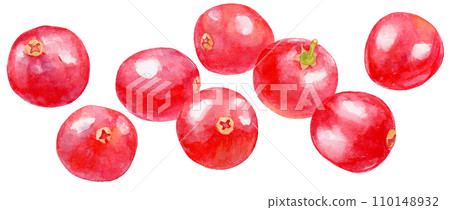 Watercolor painting many cranberries 110148932
