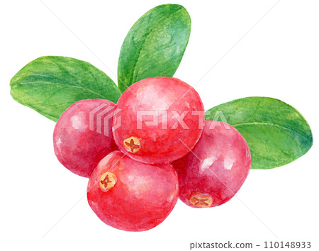 Cranberry fruit watercolor painting with leaves on background 110148933