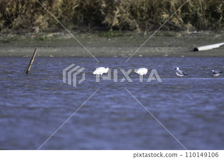黑臉琵鷺的覓食 黑臉琵鷺的覓食 110149106