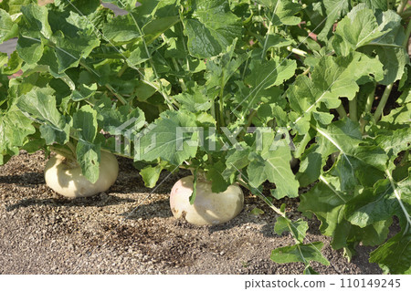 Tennoji turnips at the farm in the sky 110149245