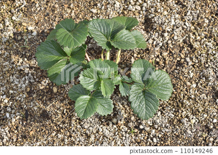 Strawberry leaves from the sky farm Strawberry leaves from the sky farm 110149246