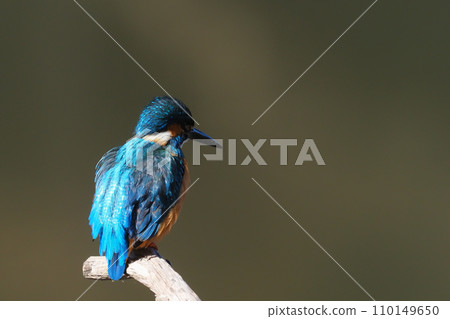 Kingfisher Kingfisher 110149650