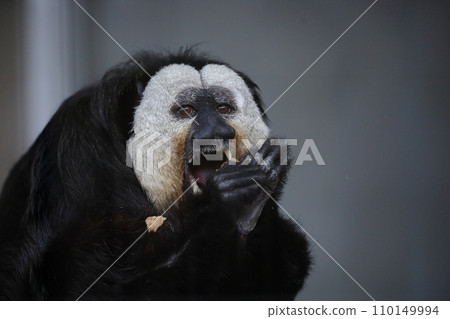 吃食物的男性白臉薩基 110149994