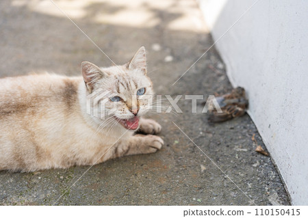 Grey and yellow cat with blue eyes after bird hunting Grey and yellow cat with blue eyes after bird hunting 110150415