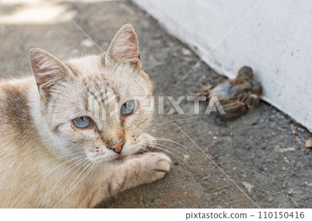 Grey and yellow cat with blue eyes after bird hunting Grey and yellow cat with blue eyes after bird hunting 110150416