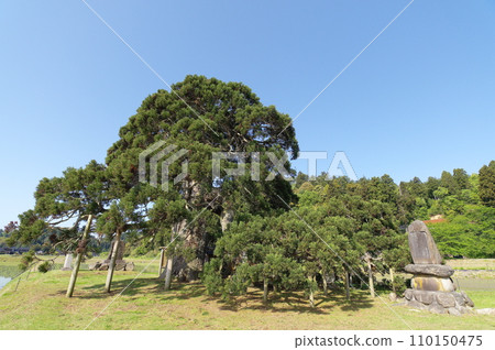 落杉 石川縣珠洲市 110150475