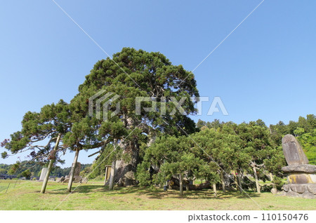 落杉 石川縣珠洲市 110150476