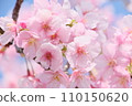 Kawazu cherry tree 110150620